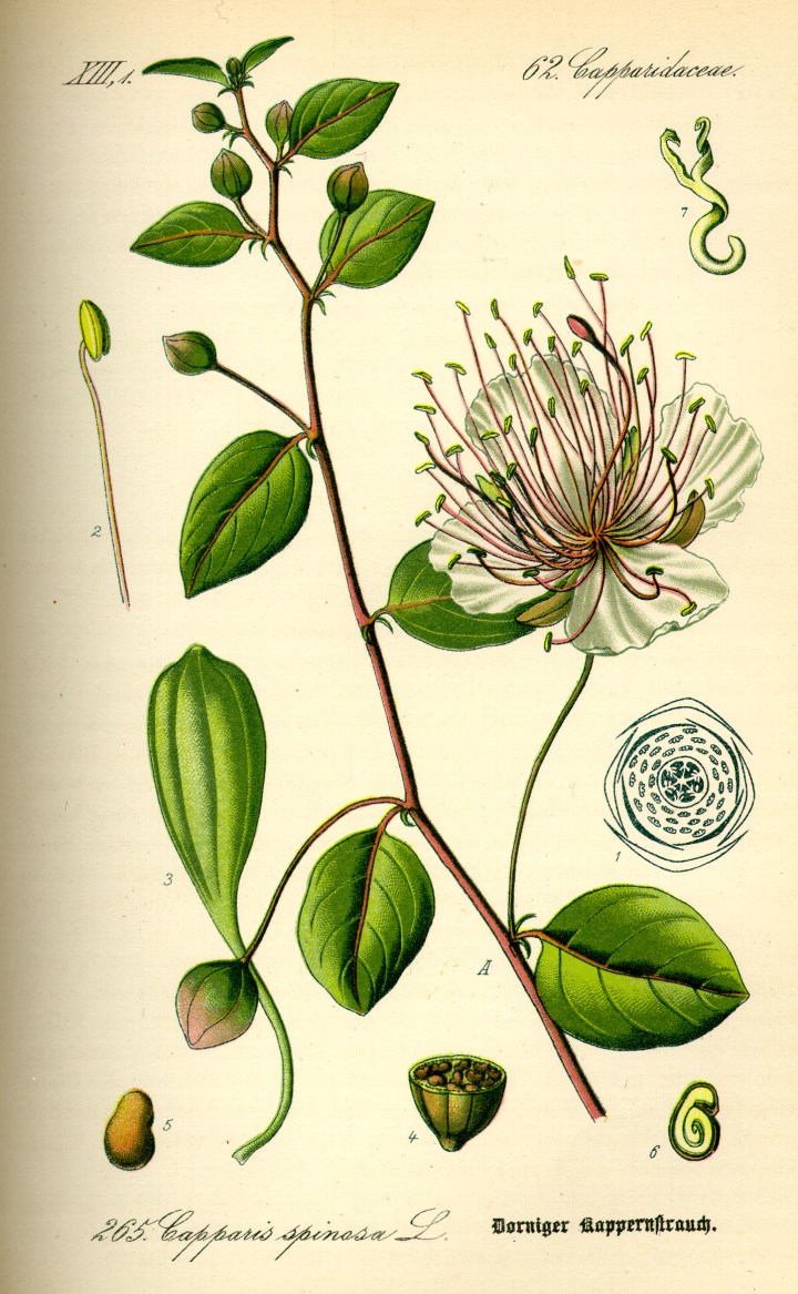 Illustration_Capparis_spinosa0